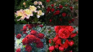 Новые цветники с розами! Планирование цветников! Сочетание роз по цвету с названиями сортов!