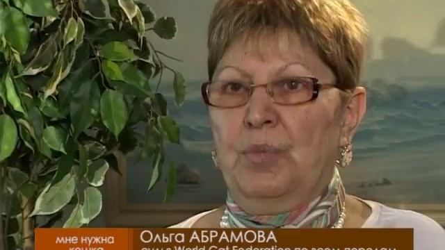 Передача про Норвежских лесных кошек (Стрим ТВ). Питомник Foresterra смотреть онлайн