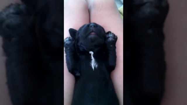 Сонный щенок смотреть онлайн