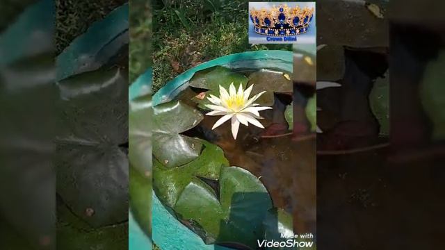 Yellow water lilly🌼🌼🌼 смотреть онлайн