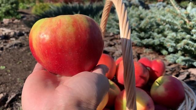 Сорт яблони Ханикрисп. смотреть онлайн