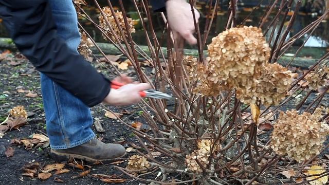 How to prune a Hydrangea paniculata смотреть онлайн