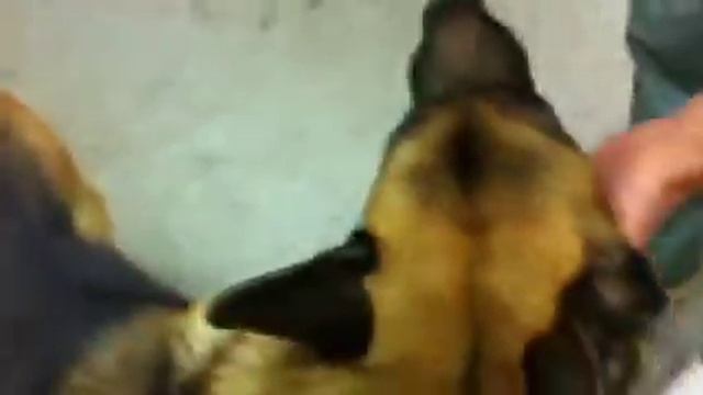 Еще одна собака у которой проблема с задней лапой смотреть онлайн