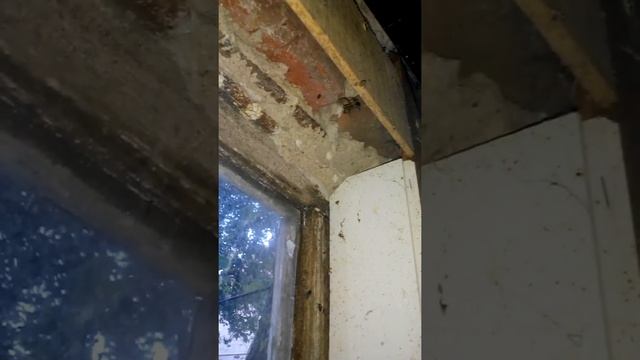 огромный паук плетет паутину смотреть онлайн