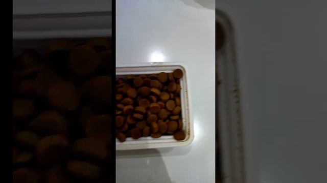 Как перевести собаку на сухой корм? Что делать если собака отказывается от корма? смотреть онлайн