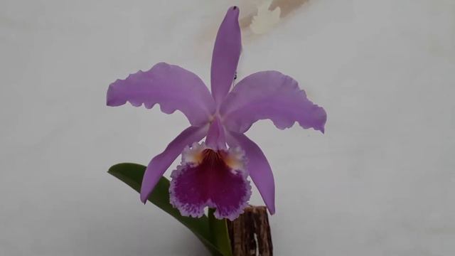 Cattleya labiata #2 смотреть онлайн