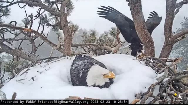 Intruder Alert! Answering Questions...February 23rd Jackie & Shadow Review of Big Bear Bald Eagles смотреть онлайн