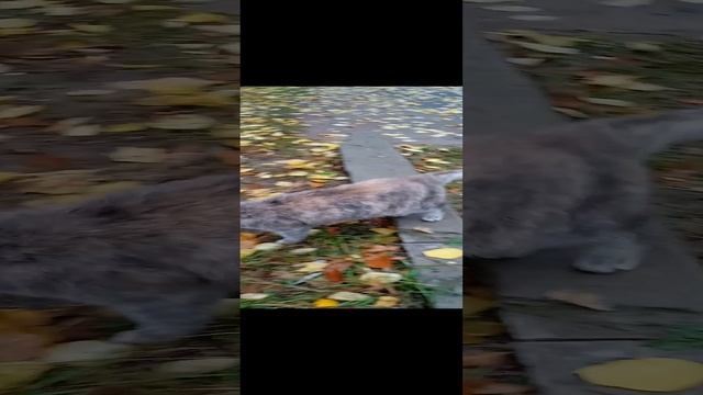 VID_20231027_113700.mp4 смотреть онлайн