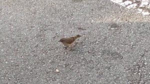 Маленькая птичка. Меньше воробья.