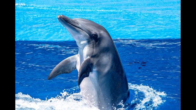 Dolphin sound effect, dolphin sounds - noises, real nature sounds, dolphin talking, free download. смотреть онлайн
