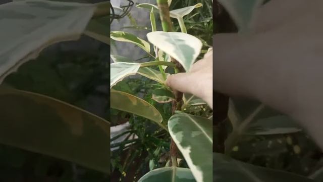 Результ на Фикусе после применения цитокениновой пасты . смотреть онлайн