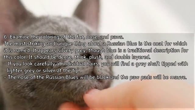 How To Identify A Russian Blue - Recognizing Russian Blue Characteristics