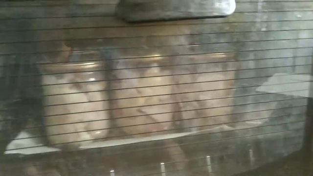 Тушёнка из бройлера в духовке смотреть онлайн