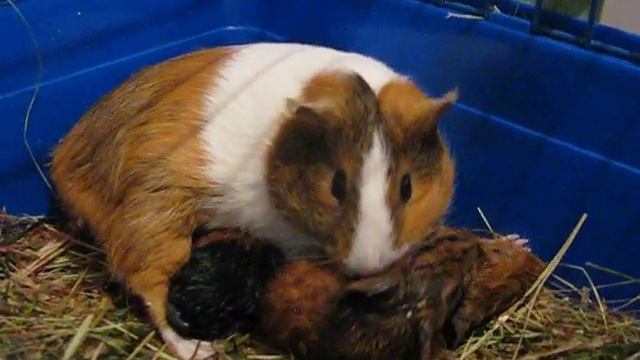 Роды морской свинки 2 смотреть онлайн