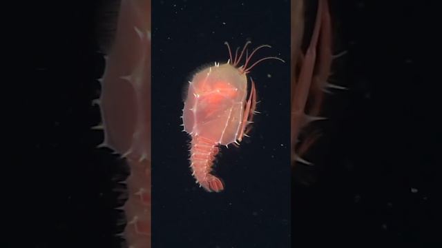 Этот очаровательный малыш является личиночной стадией глубоководного омара Eryoneicus смотреть онлайн