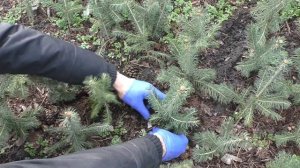 Уход за голубой елью после зимы-придавливаем саженцы 4 х летки посаженые осенью.