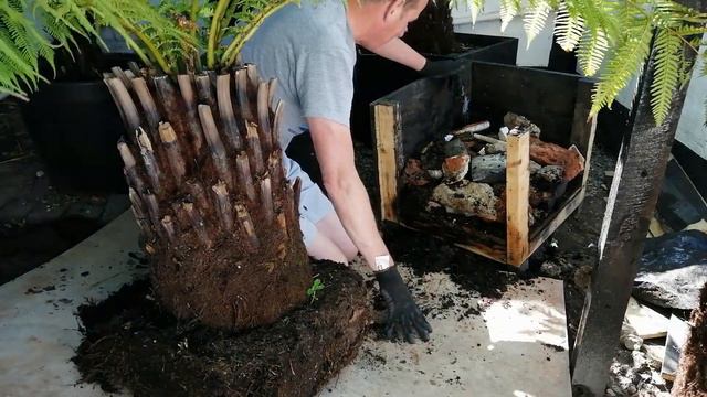 Do Tree Ferns grow roots? YES! Watch this...Dicksonia Antarctica смотреть онлайн