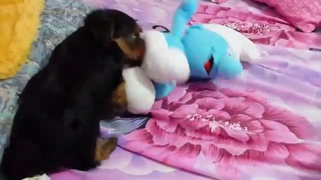 Щенок Йокширского терьера играет со смурфиком смотреть онлайн