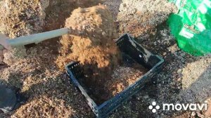 Посадка тюльпанов на выгонку к 8 Марта