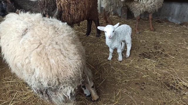 Весенний окот овец 24.3.23 родился каракульский ягнёнок! #ягнята смотреть онлайн