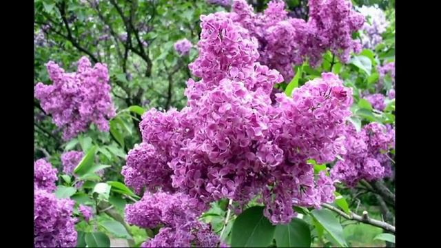 Сирень в жизни композитора смотреть онлайн