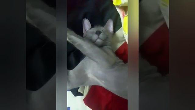 Funny sleeping sphinx/Забавный спящий сфинкс #cats #animals #sphynx смотреть онлайн