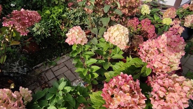 Гортензии Лайм Лайт прайм, Квик фаер фаб, Меджикал маунт Фуджи, Литл Лайм Панч ?