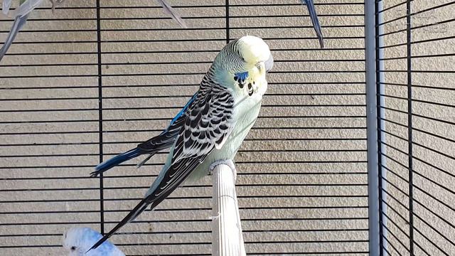 Учим попугая говорить "Ты слушай, слушай" 😋 Урок для попугая №187 смотреть онлайн