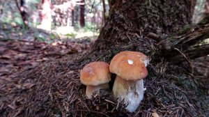 Не был неделю в лесу и... ЧУТЬ НЕ УПУСТИЛ СЛОЙ БЕЛЫХ! Разведка дальних грибных кордонов на западе МО