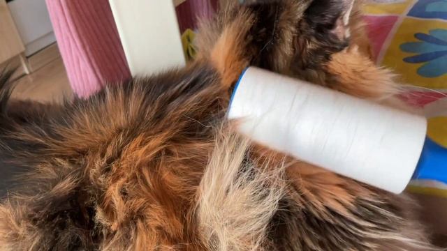 Чтоб кошка не глотала лишнюю шерсть,пьём как лэди смотреть онлайн