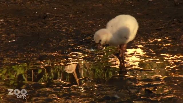 Забавный птенец фламинго! смотреть онлайн