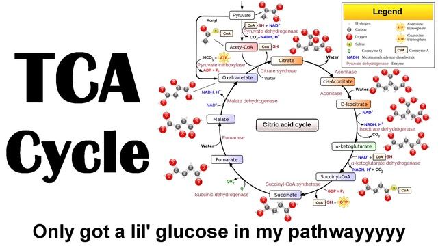 TCA (Kreb's) Cycle Rap - Wilson Lam (Macklemore - Thrift Shop Parody) смотреть онлайн