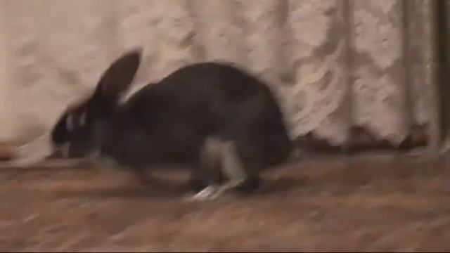 Забавный кролик (часть 3) смотреть онлайн