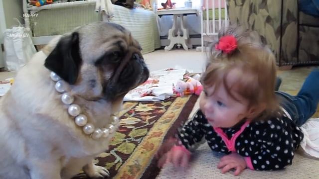 Pug Dog Playing With Baby Compilation смотреть онлайн