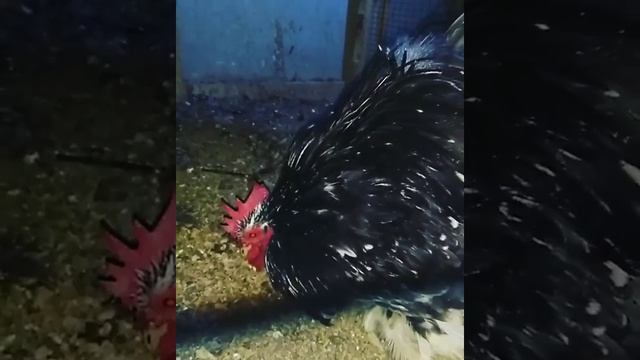 Кохинхин карликовый голубой мрамор смотреть онлайн