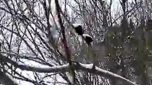 Барзас. Болезнь ивы ч.1 смотреть онлайн