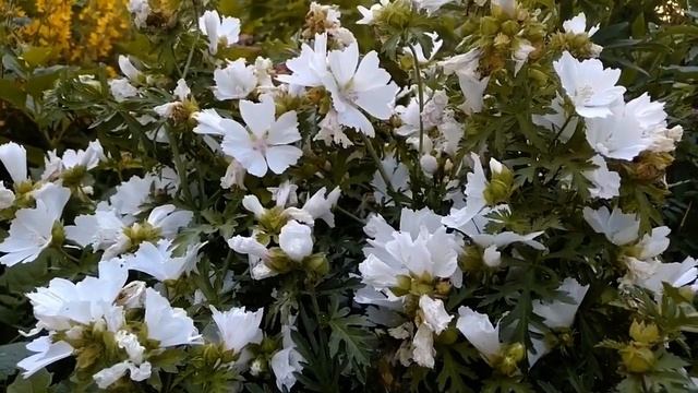 Мальва мускусная! Краткий обзор, полезные свойства и описание! смотреть онлайн
