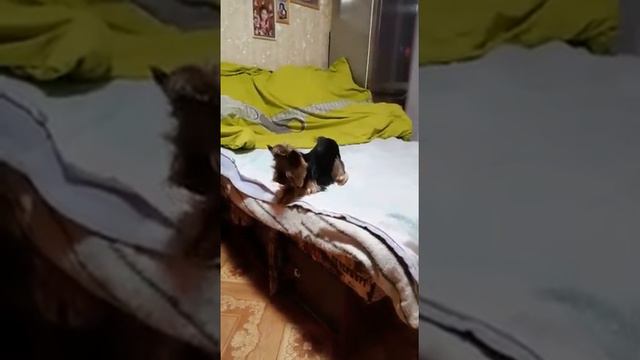 собираемся в Белоруссию смотреть онлайн
