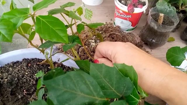 Декаративты қайын?Берёзка? Гүлдер әлемі ? Циссус гүлін көбейту ? Оңай өсіру ? смотреть онлайн