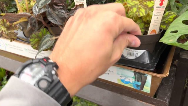 Big Box Store Houseplant Tour | Sport Variegated Monstera Hunting! смотреть онлайн