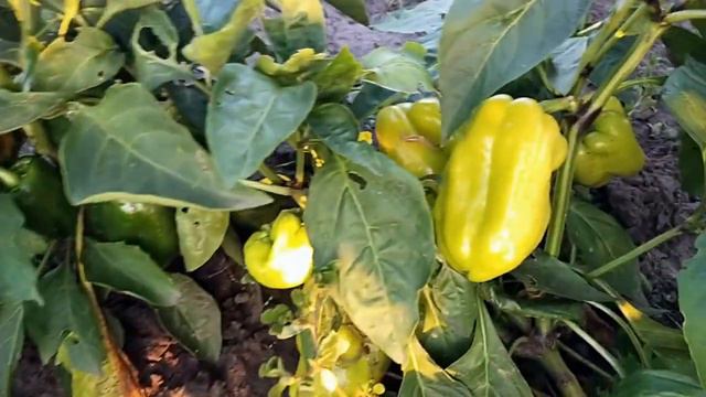 #перецМолдова Мой любимый сорт болгарского перца, как всегда идеальный результат! смотреть онлайн