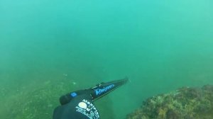 SPEARFISHING! ПОДВОДНАЯ ОХОТА В ОКЕАНЕ!