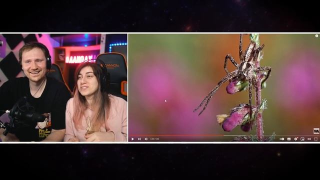 Вот, Что Бывает, Когда Кто Либо Встречает Сорокопута | РЕАКЦИЯ на WATOP смотреть онлайн