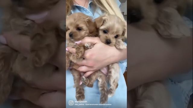 Свободна девочка #мальтипу #мальтипумосква #купитьмальтипу #микромальтипу #минимальтипу #maltipoo смотреть онлайн