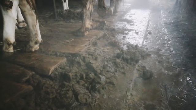 Уход за коровами. #Навоз. смотреть онлайн