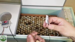 #4 Инкубация перепелов в матрица Вегас,  крепим датчик на яйцо для точного контроля температуры