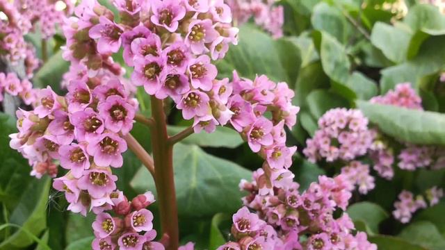 Куда едем? Зачем едем? Удачный выезд за город.👍 Коптили,жарили,варили. смотреть онлайн