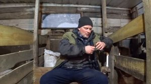 Помесь вьетнамской и белой свиньи, причина неудачи. Делаем выводы. Одна свинья загрызла другую.