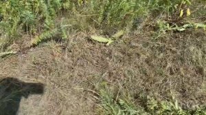 сенокос в разгаре. косим сено на мтз т 40