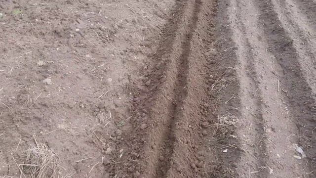 Как посадить фасоль в открытый грунт смотреть онлайн